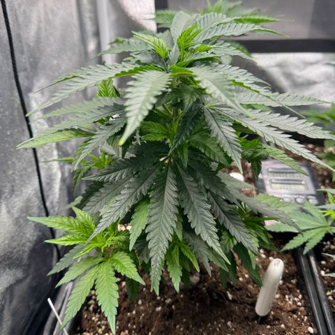 Royal Runtz growlog timeline photo