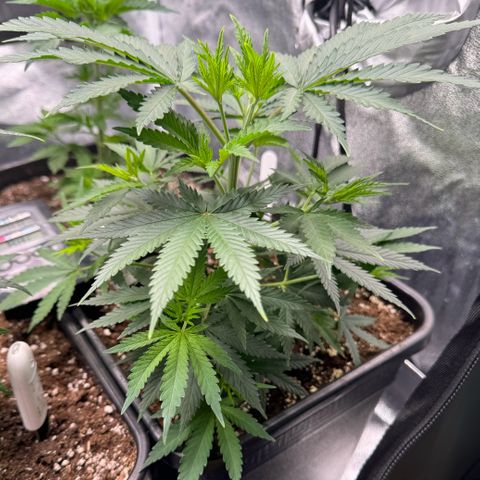 Cookies Gelato growlog timeline photo