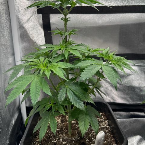 Purple Punch #1 growlog timeline photo