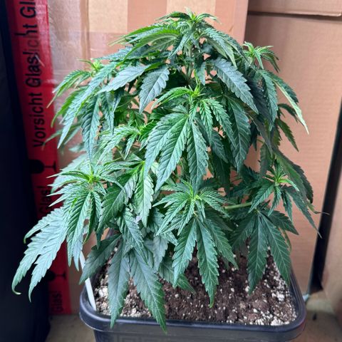 Purple Punch #1 growlog timeline photo