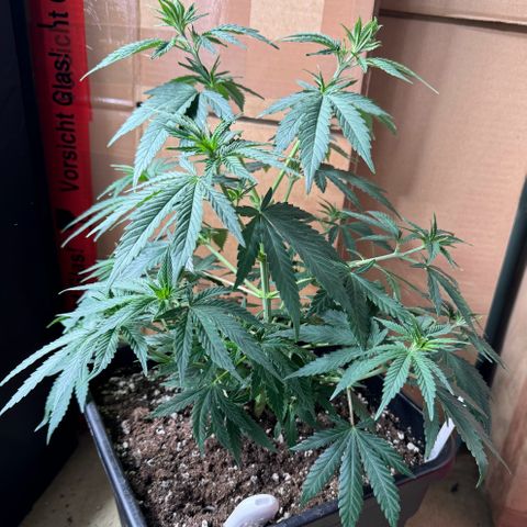 Purple Punch #1 growlog timeline photo