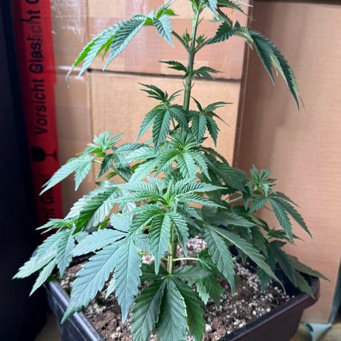 Purple Punch #2 growlog timeline photo