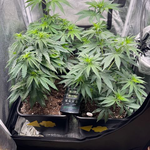 Purple Punch #1 growlog timeline photo