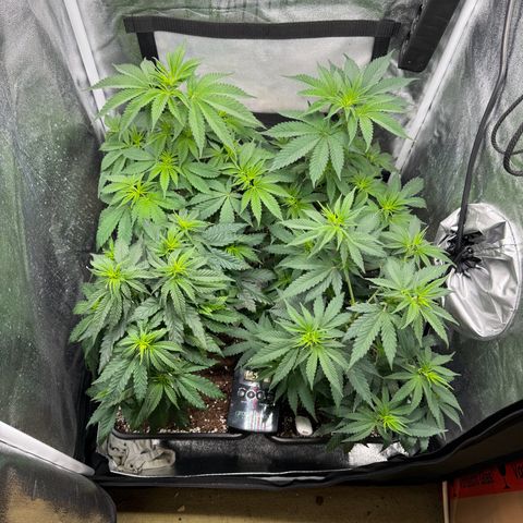 Purple Punch #1 growlog timeline photo