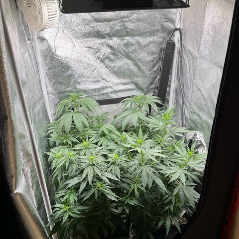 Purple Punch #1 growlog timeline photo