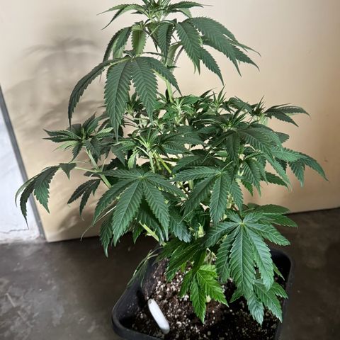 Purple Punch #1 growlog timeline photo