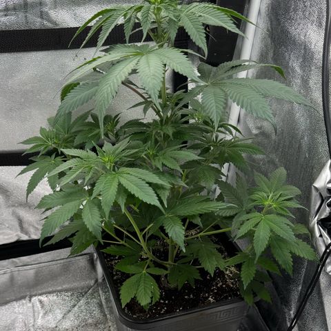 Purple Punch #2 growlog timeline photo