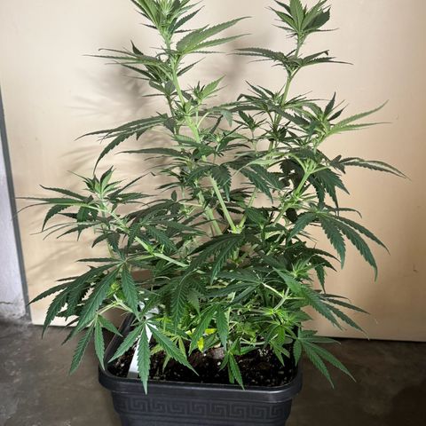 Cookies Gelato growlog timeline photo