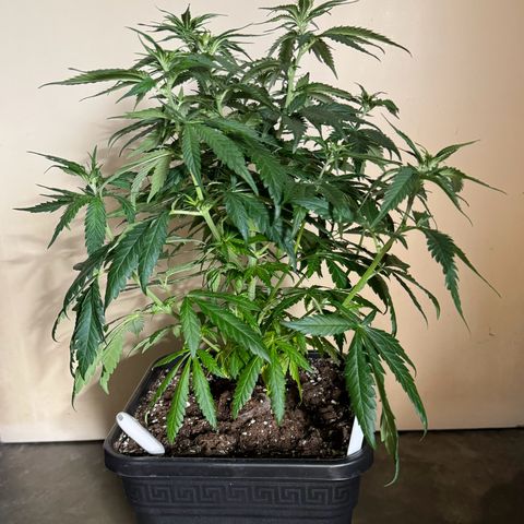 Royal Runtz growlog timeline photo