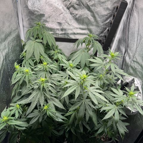 Purple Punch #1 growlog photo: Flowers incoming 🥰