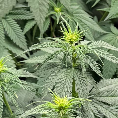 Purple Punch #1 growlog photo: Flowers incoming 🥰