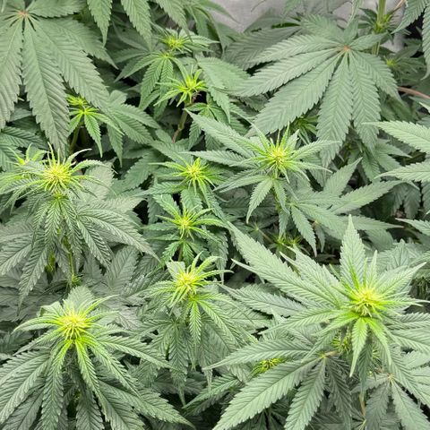 Purple Punch #1 growlog timeline photo