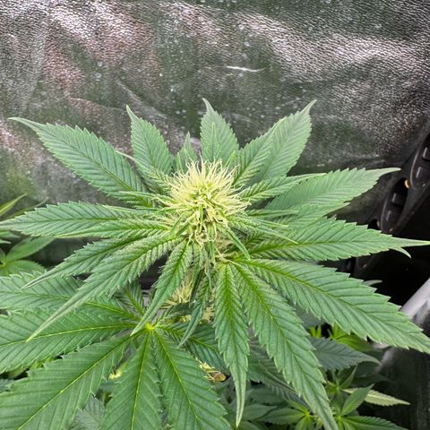 Purple Punch #1 growlog photo: Entlaubt 