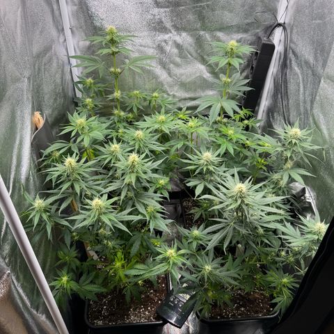 Purple Punch #1 growlog photo: Entlaubt 