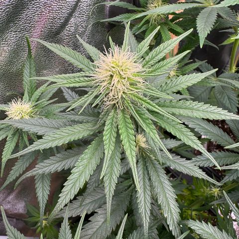 Purple Punch #1 growlog photo: Entlaubt 