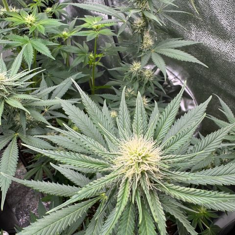 Purple Punch #1 growlog photo: Entlaubt 