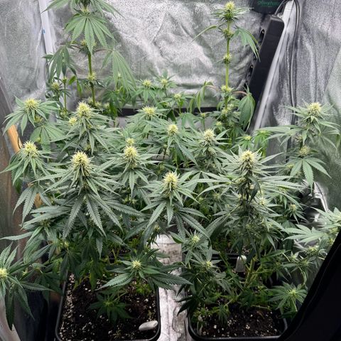 Purple Punch #1 growlog timeline photo