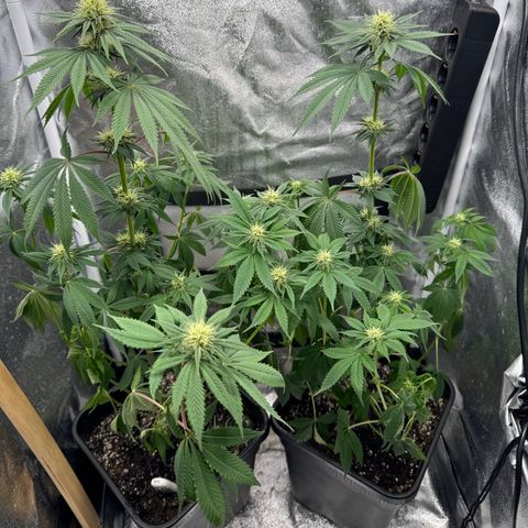 Purple Punch #1 growlog timeline photo