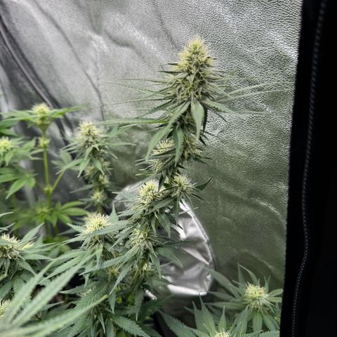 Cookies Gelato growlog timeline photo
