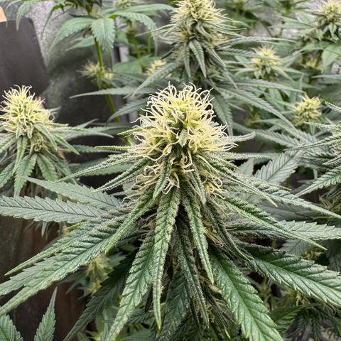 Royal Runtz growlog timeline photo