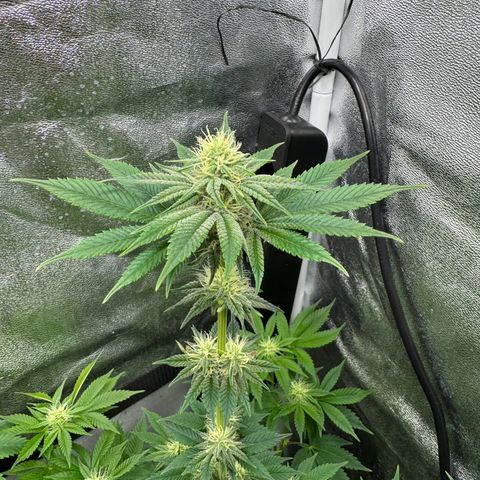 Purple Punch #2 growlog timeline photo