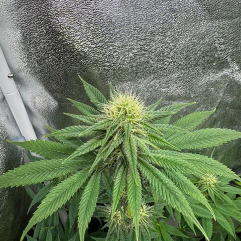Purple Punch #1 growlog timeline photo