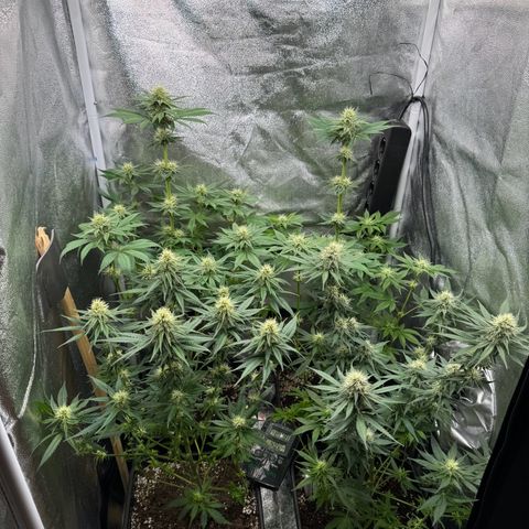 Purple Punch #1 growlog timeline photo