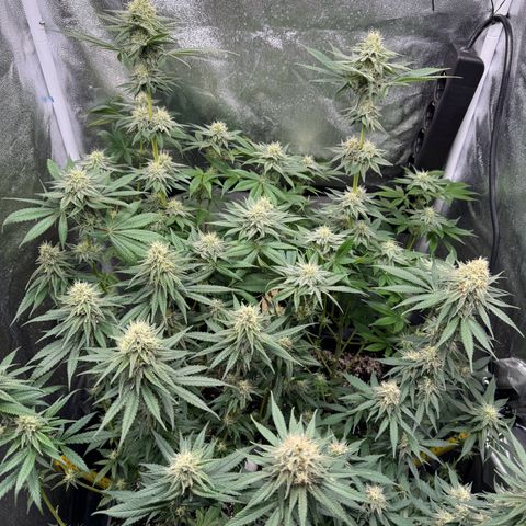 Purple Punch #1 growlog timeline photo