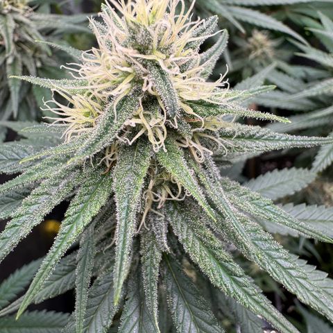 Cookies Gelato growlog timeline photo