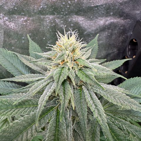 Purple Punch #2 growlog timeline photo