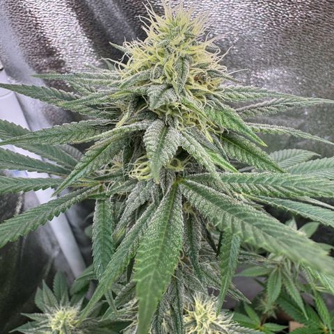 Purple Punch #1 growlog timeline photo