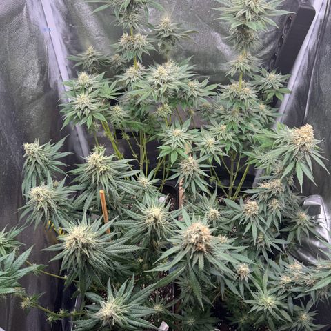 Purple Punch #1 growlog timeline photo