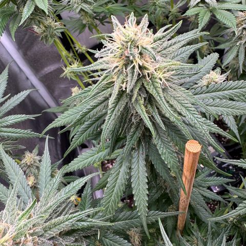 Royal Runtz growlog timeline photo