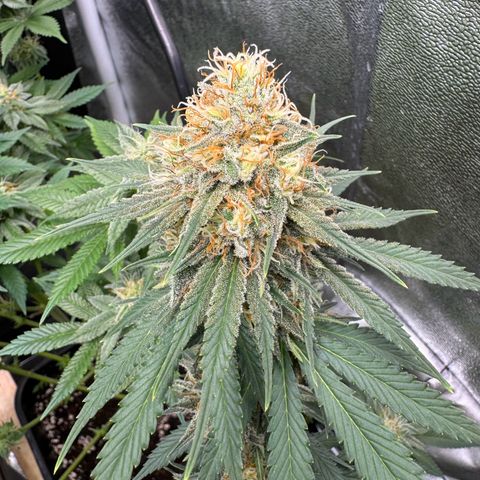 Cookies Gelato growlog timeline photo