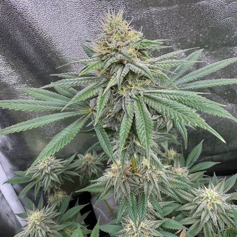 Purple Punch #1 growlog timeline photo