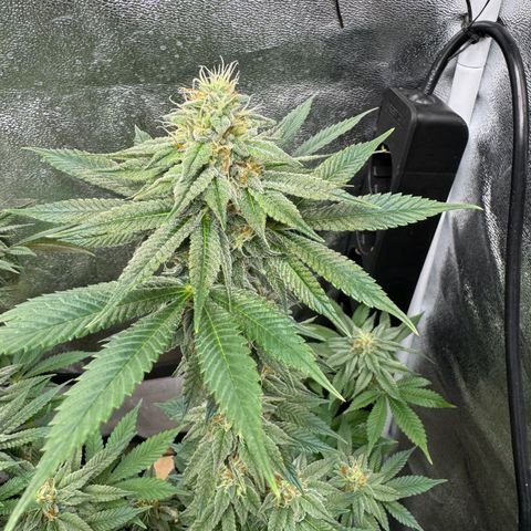 Purple Punch #2 growlog timeline photo