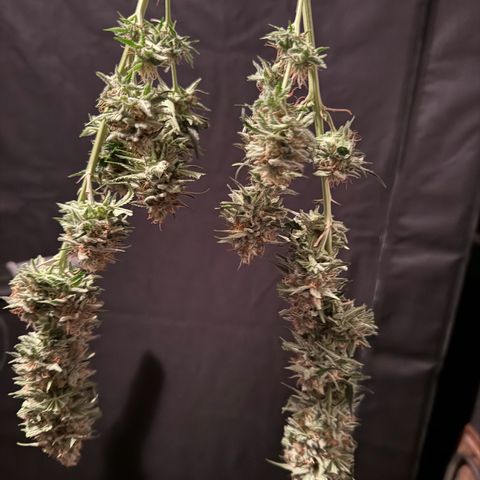 Purple Punch #1 growlog timeline photo