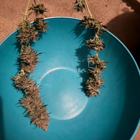 Purple Punch #1 growlog timeline photo