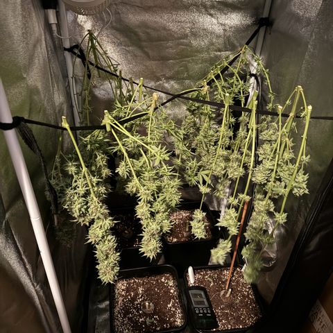 Purple Punch #1 growlog timeline photo