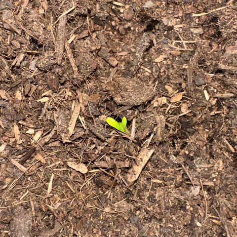 Cookie 2 growlog timeline photo