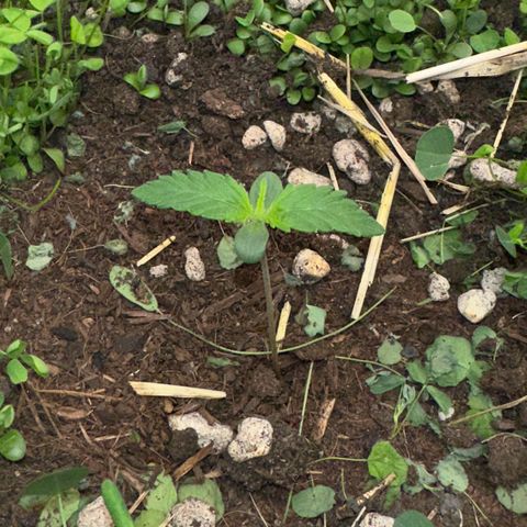Cookie 2 growlog timeline photo