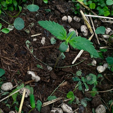 Cookie 2 growlog timeline photo