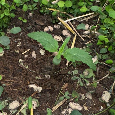 Cookie 2 growlog timeline photo