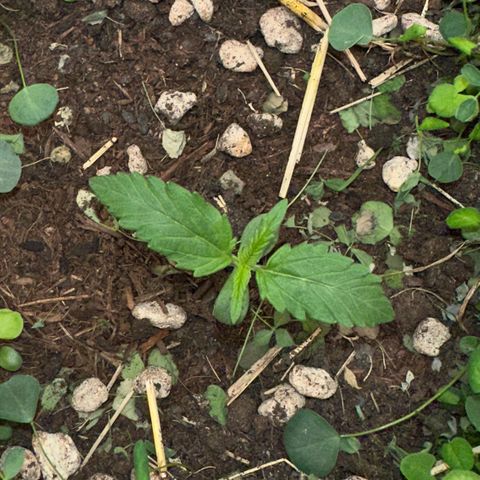 Cookie 2 growlog timeline photo