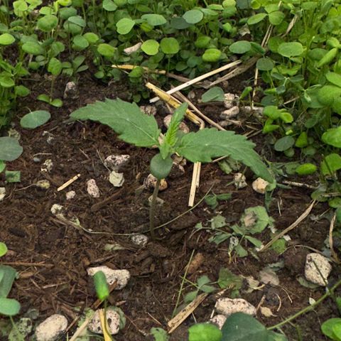 Cookie 2 growlog timeline photo