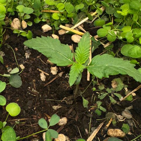 Cookie 2 growlog timeline photo