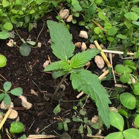 Cookie 2 growlog timeline photo