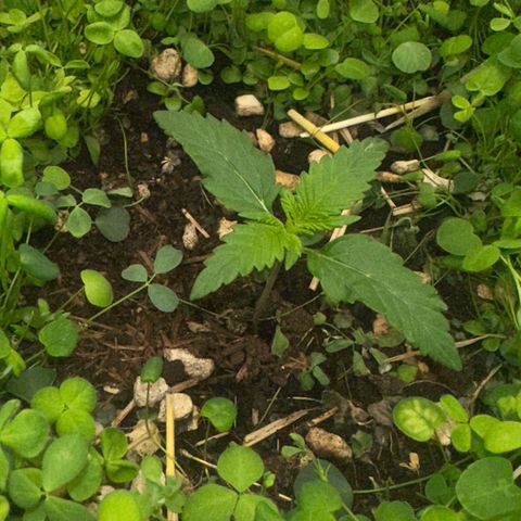 Cookie 2 growlog timeline photo
