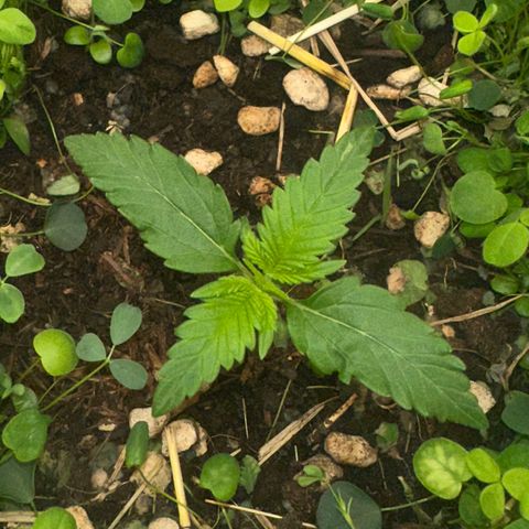 Cookie 2 growlog timeline photo