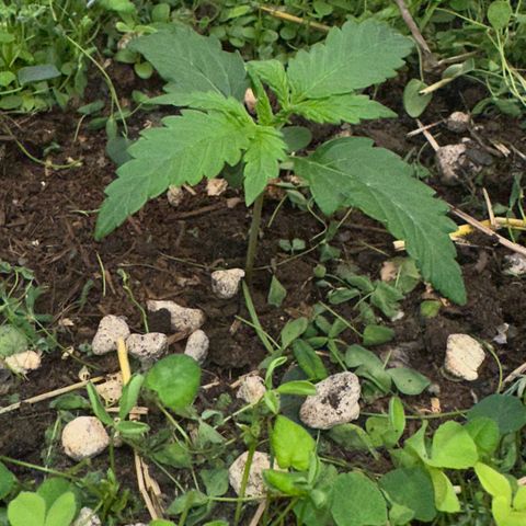 Cookie 2 growlog timeline photo